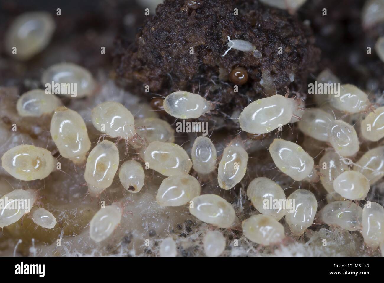 Vergrößerung von Milben aus acaridae Familie. Stockfoto