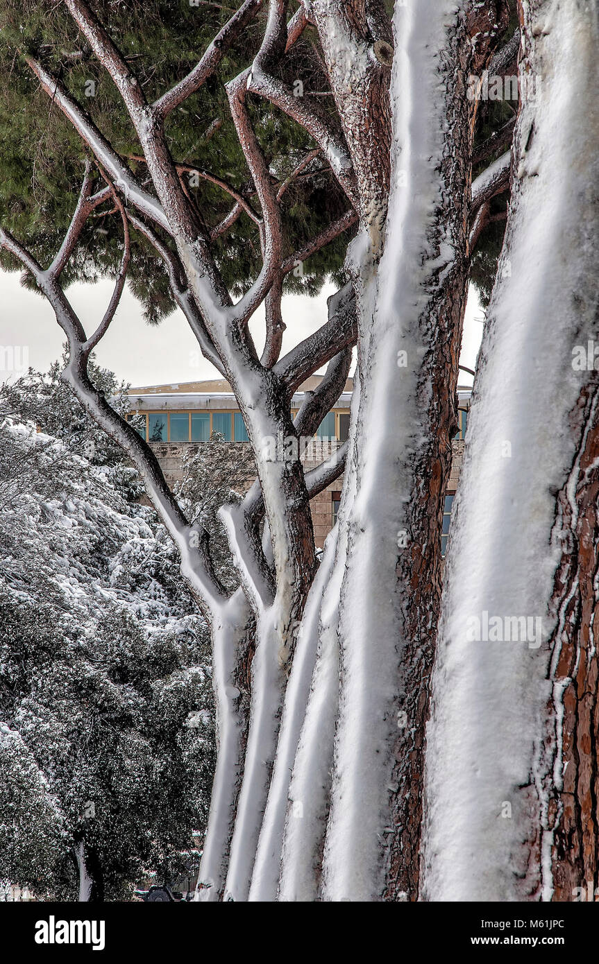 Rom, Italien. 26. Februar, 2018. Schnee in Rom, Reihe schneebedeckter Baumstämme Stockfoto