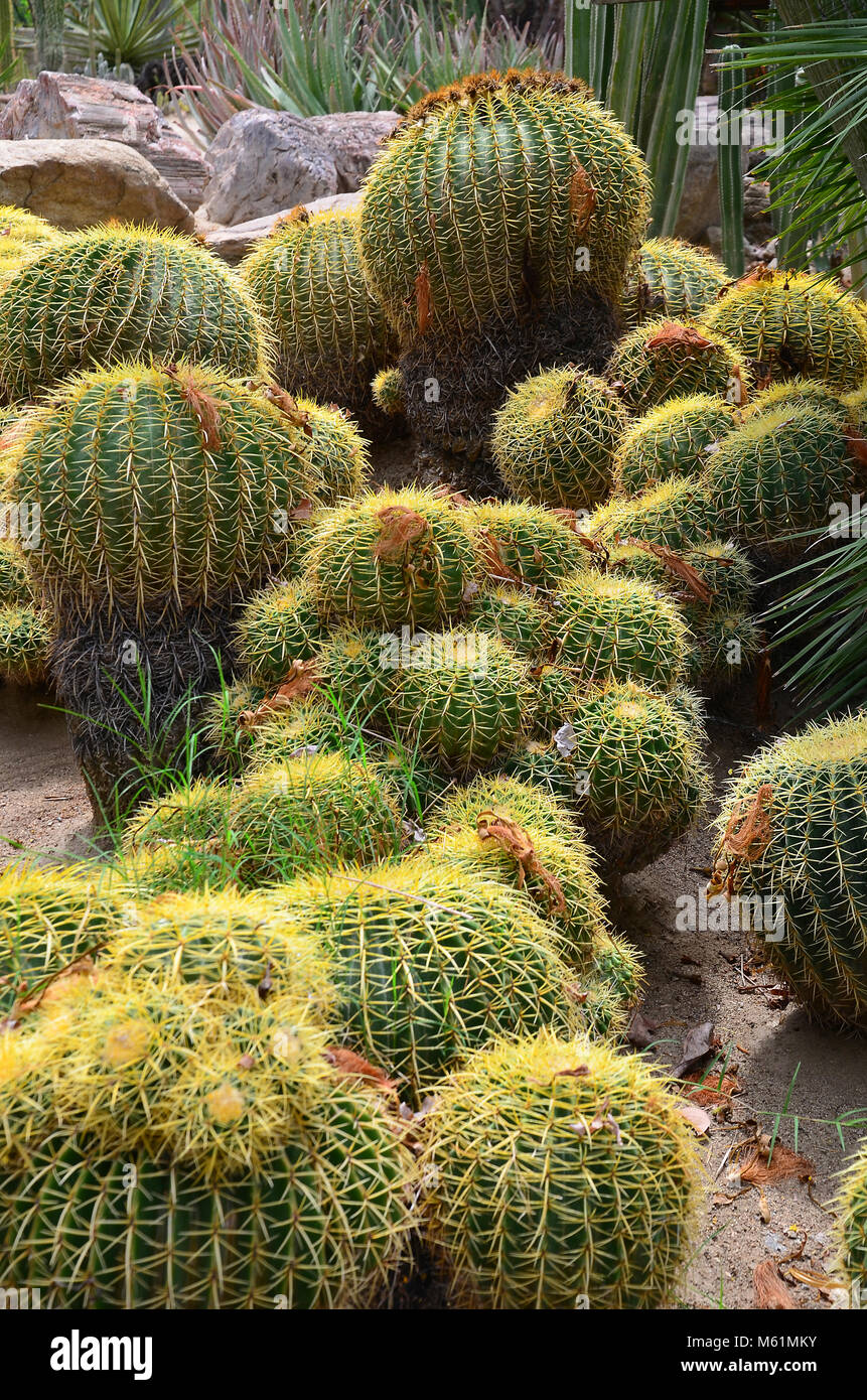 Bereich der Kaktus in der Mohave Wüste in Kalifornien Stockfoto