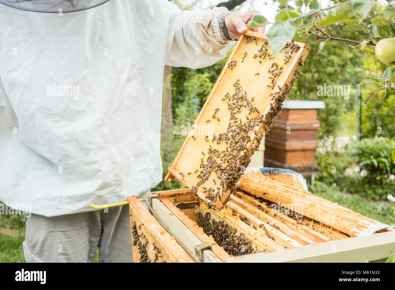Imker Arbeiten am Bienenvolk holding Wabe Stockfoto