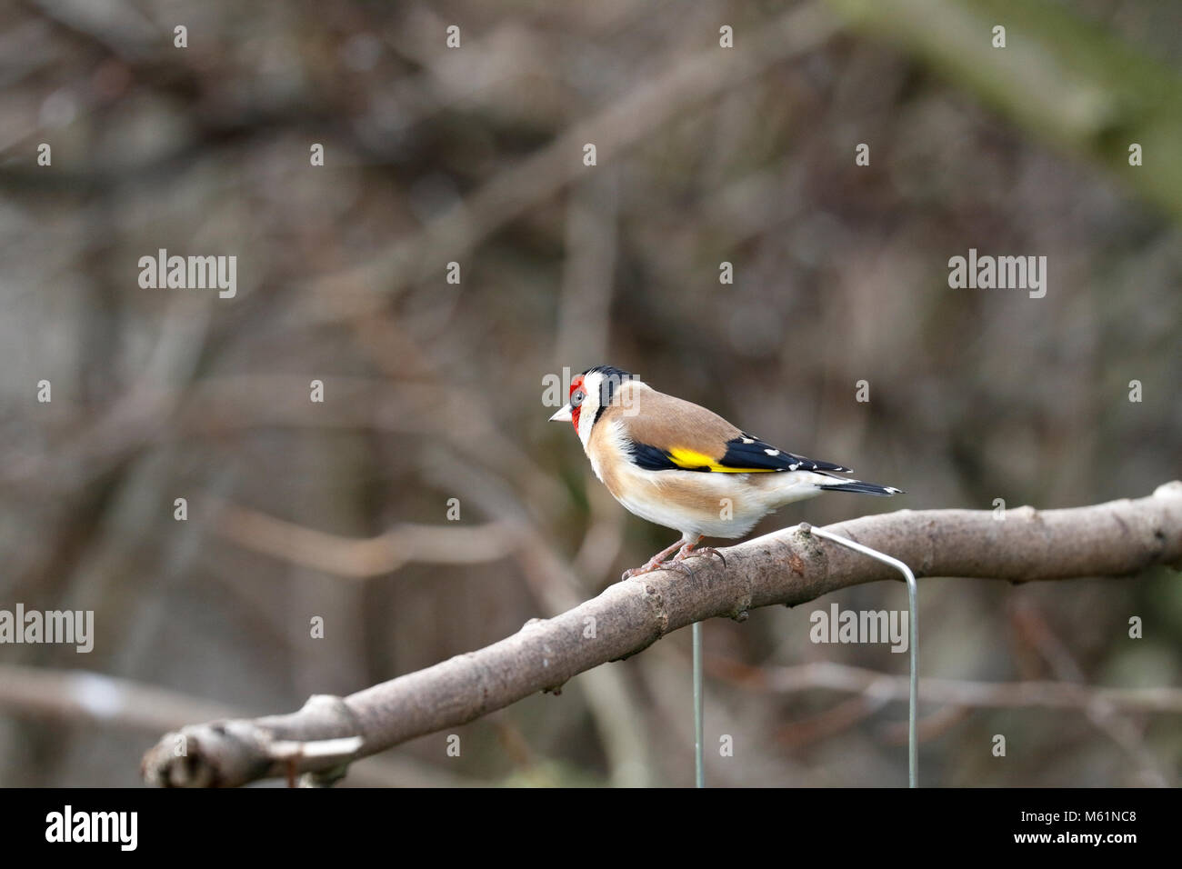 Erwachsene männliche Stieglitz, Carduelis carduelis thront auf einem Zweig, England, UK. Stockfoto