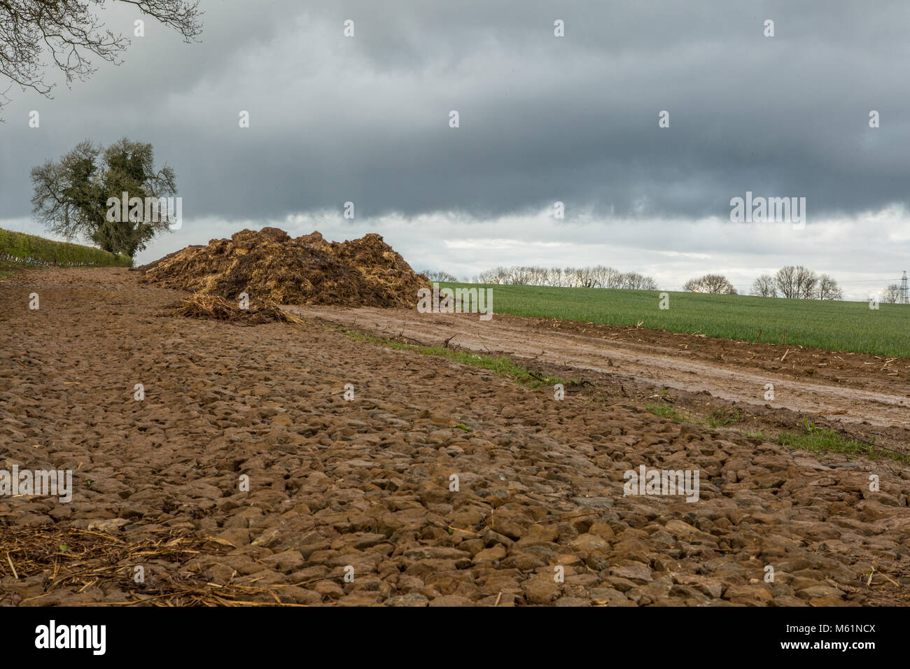 Große Pferdemist Stapel in Feld in Großbritannien Stockfoto