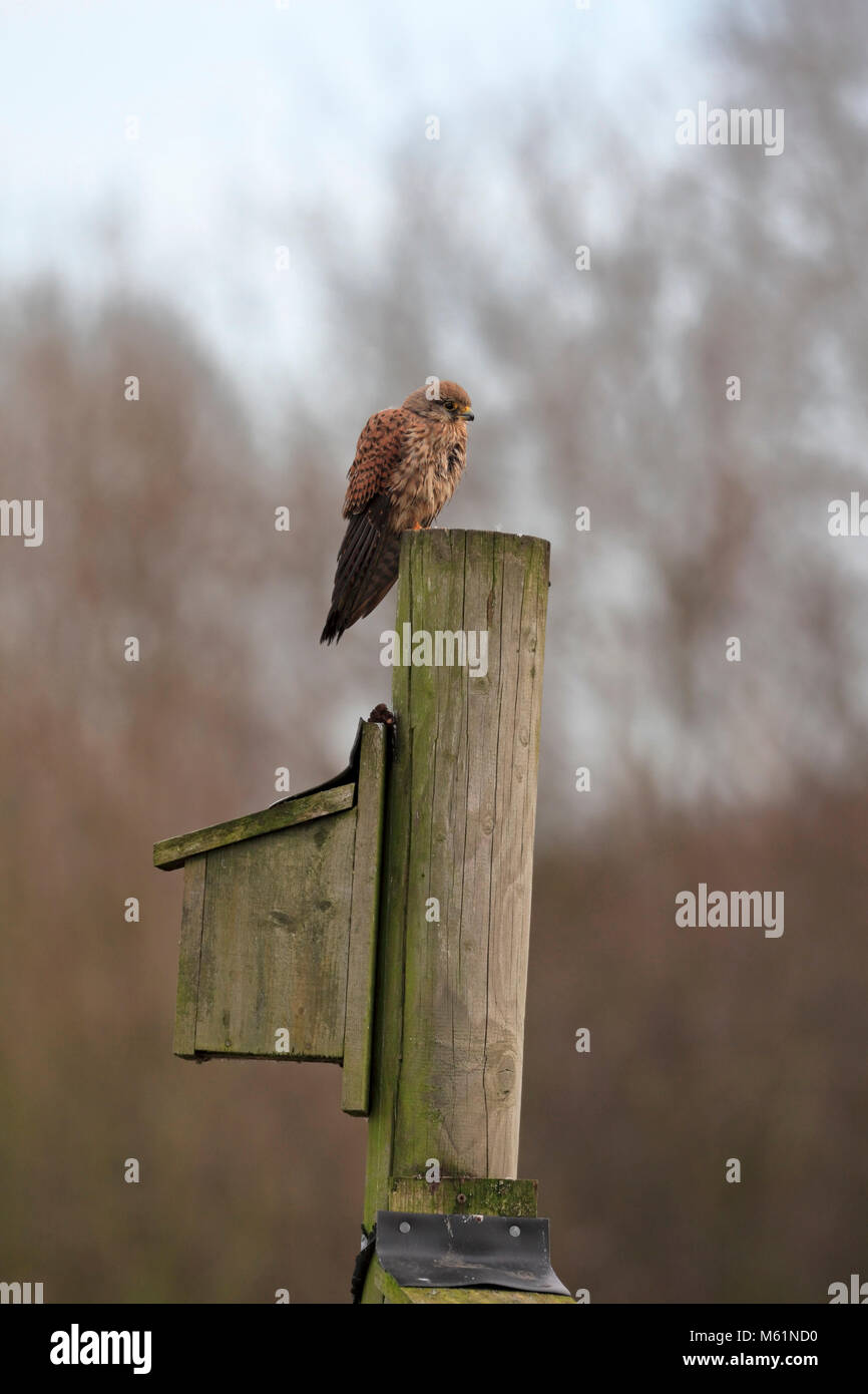Turmfalke Falco tinnunculus thront auf einer Stange oben ein Spatz Nistkasten, England, UK. Stockfoto