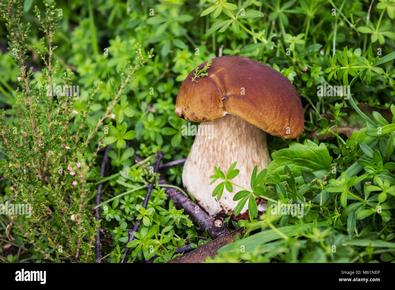 Steinpilz Pilz auf der grünen Wiese im September Stockfotografie Alamy