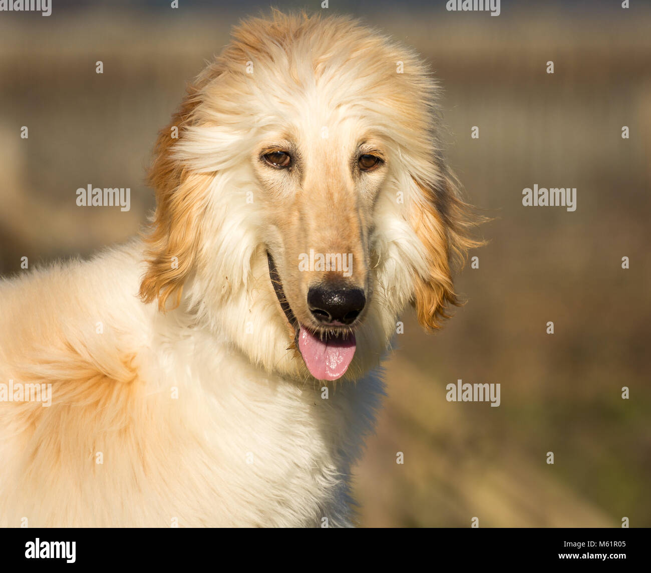 Portrait von weißen Afghanischen Windhundes. Den Afghanischen Windhund ist ein Hund, der durch seine dicken, feinen, seidigen Fell zeichnet sich die Rasse gezüchtet wurde gezielt für seine Stockfoto