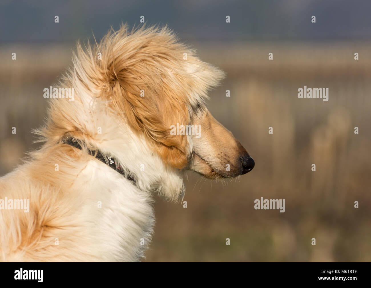 Portrait von weißen Afghanischen Windhundes. Den Afghanischen Windhund ist ein Hund, der durch seine dicken, feinen, seidigen Fell zeichnet sich die Rasse gezüchtet wurde gezielt für seine Stockfoto