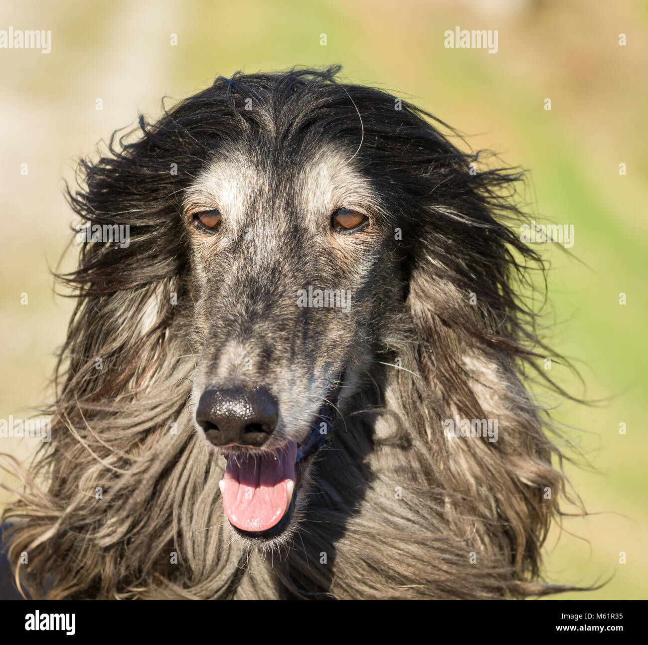 Porträt eines Afghanischen Windhundes. Den Afghanischen Windhund ist ein Hund, der durch seine dicken, feinen, seidigen Fell zeichnet sich die Rasse selektiv gezüchtet wurde für seine u Stockfoto
