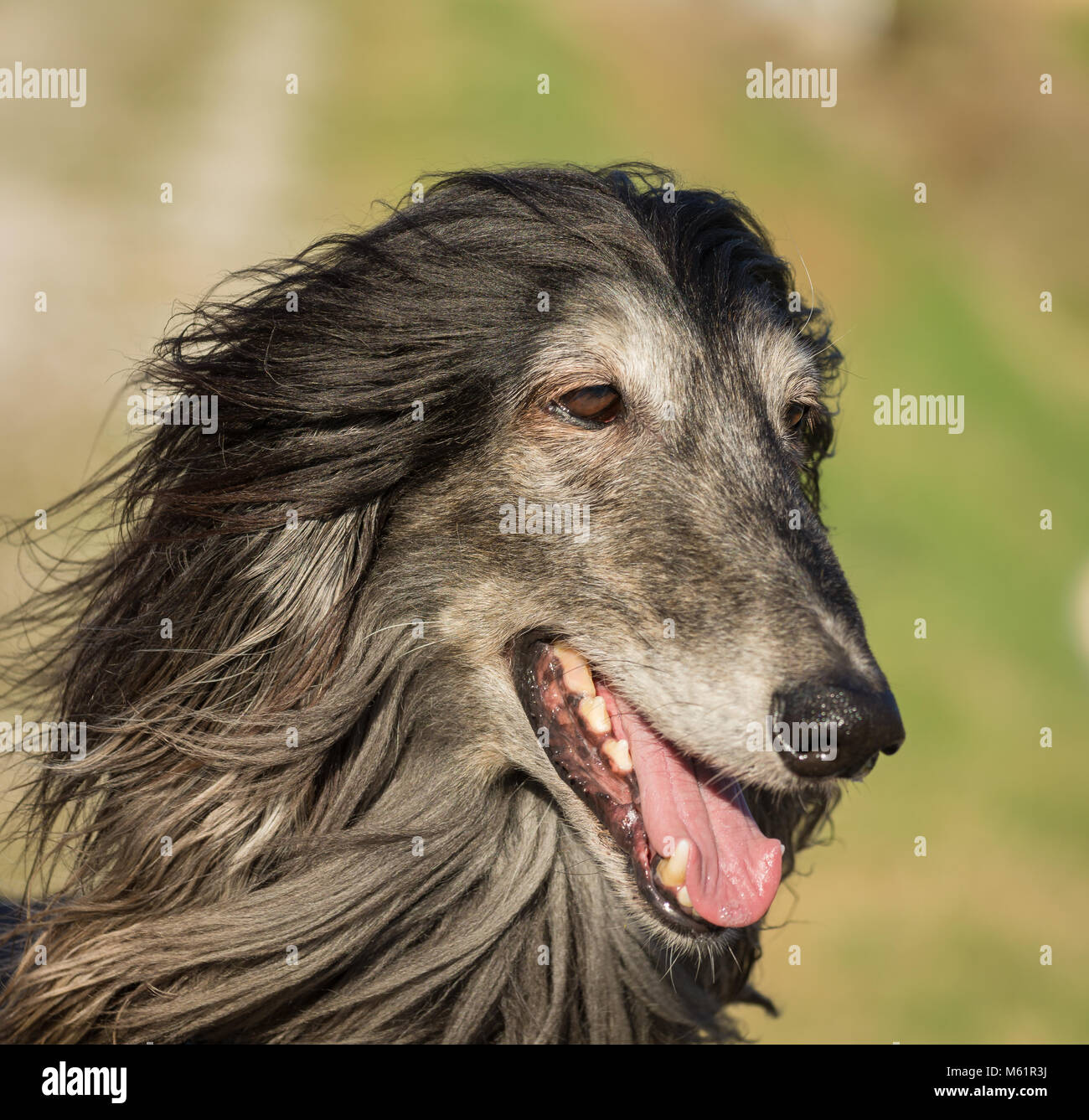 Porträt eines Afghanischen Windhundes. Den Afghanischen Windhund ist ein Hund, der durch seine dicken, feinen, seidigen Fell zeichnet sich die Rasse selektiv gezüchtet wurde für seine u Stockfoto