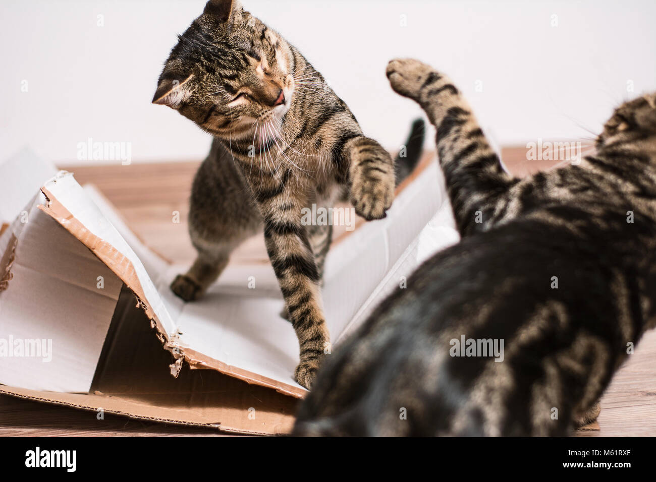 Katzen zu Hause Stockfoto