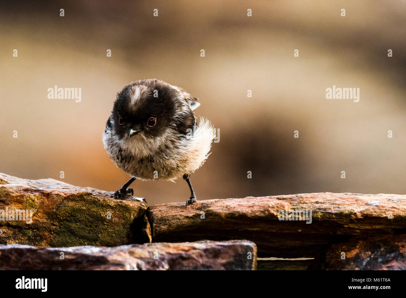 Long-tailed tit (Aegithalos caudatus) Spanien Stockfoto