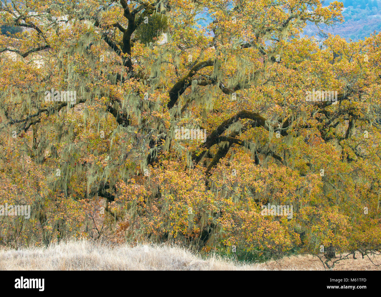 Valley Oaks, Quercus lobata, Acorn Ranch, Yorkville, Mendocino County, Kalifornien Stockfoto
