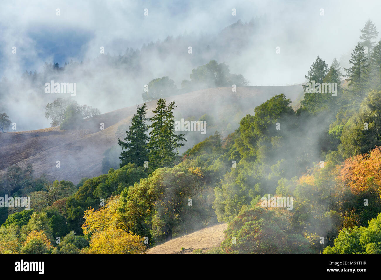 Heben Nebel, Acorn Ranch, Yorkville Highlands, Mendocino County, Kalifornien Stockfoto