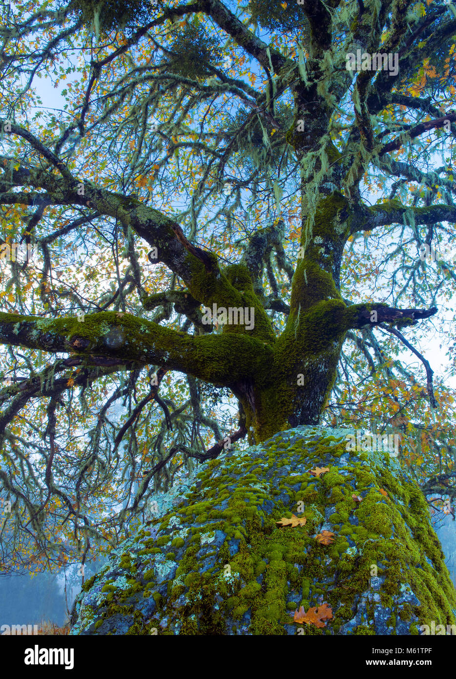 Tal, Eiche Quercus lobata, Yorkville Highlands, Mendocino County, Kalifornien Stockfoto