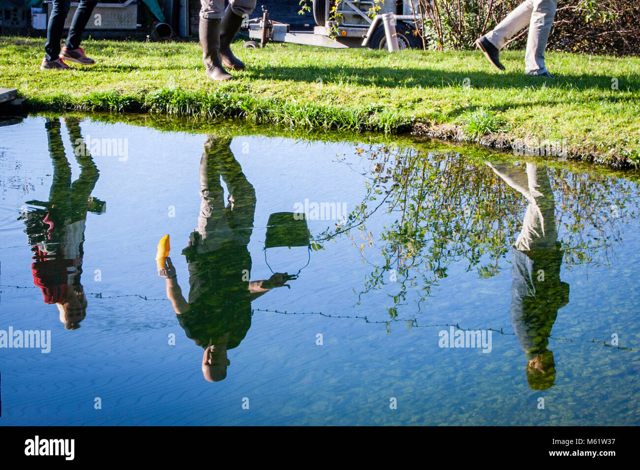 Besichtigung des Betriebsgeländes der Fischfarm in BärNau, Deutschland. Die Fische in den Freiteichen werden gefüttert Stockfoto