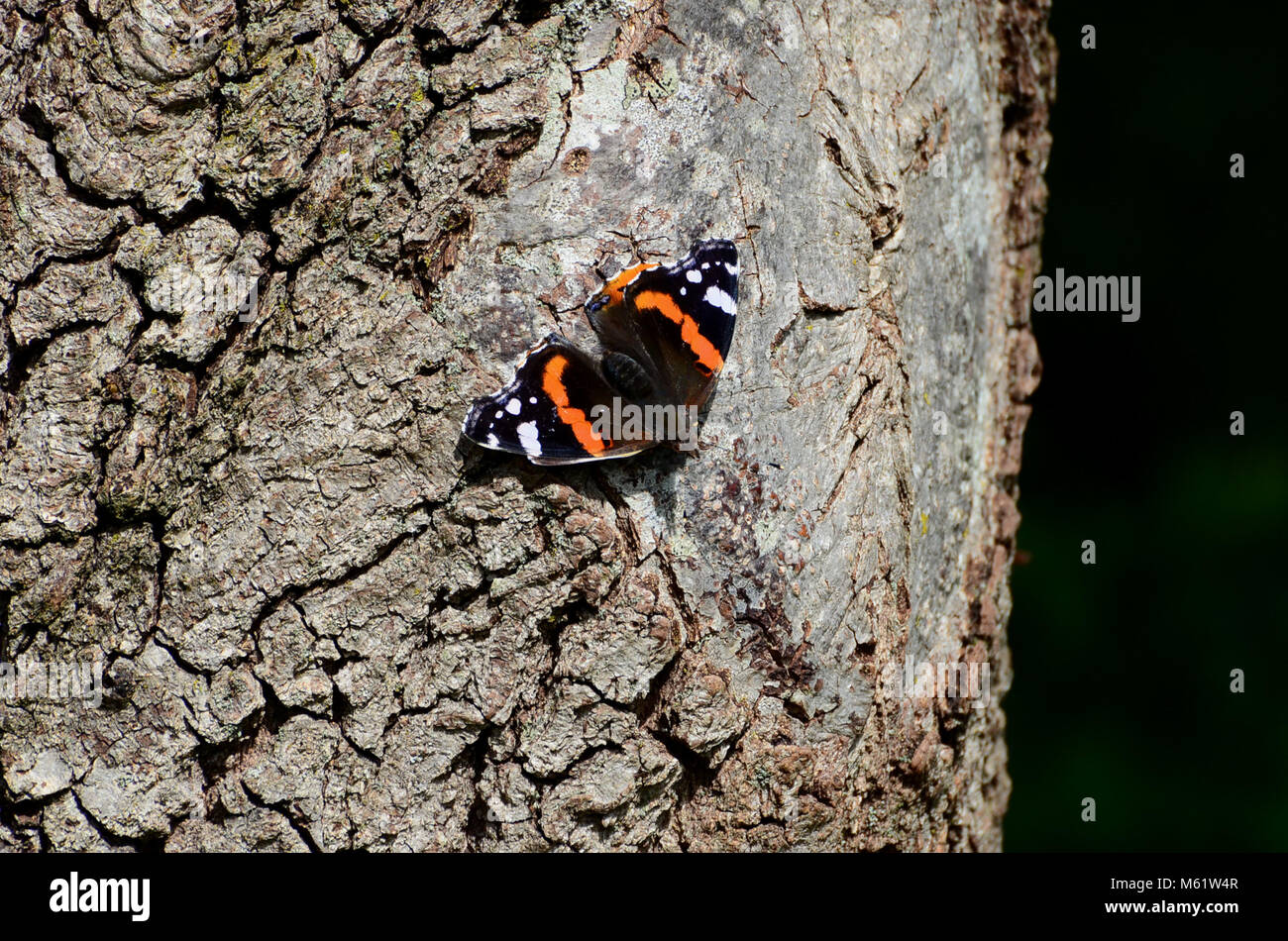 Red Admiral Schmetterling, Rot Weiß und Schwarz butterfly uk Stockfoto
