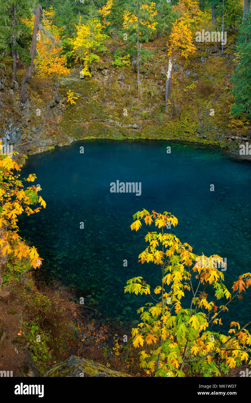 Tamolitch fällt, blauen Pool, McKenzie River National Wild und Scenic River, Willamette National Forest, Oregon Stockfoto