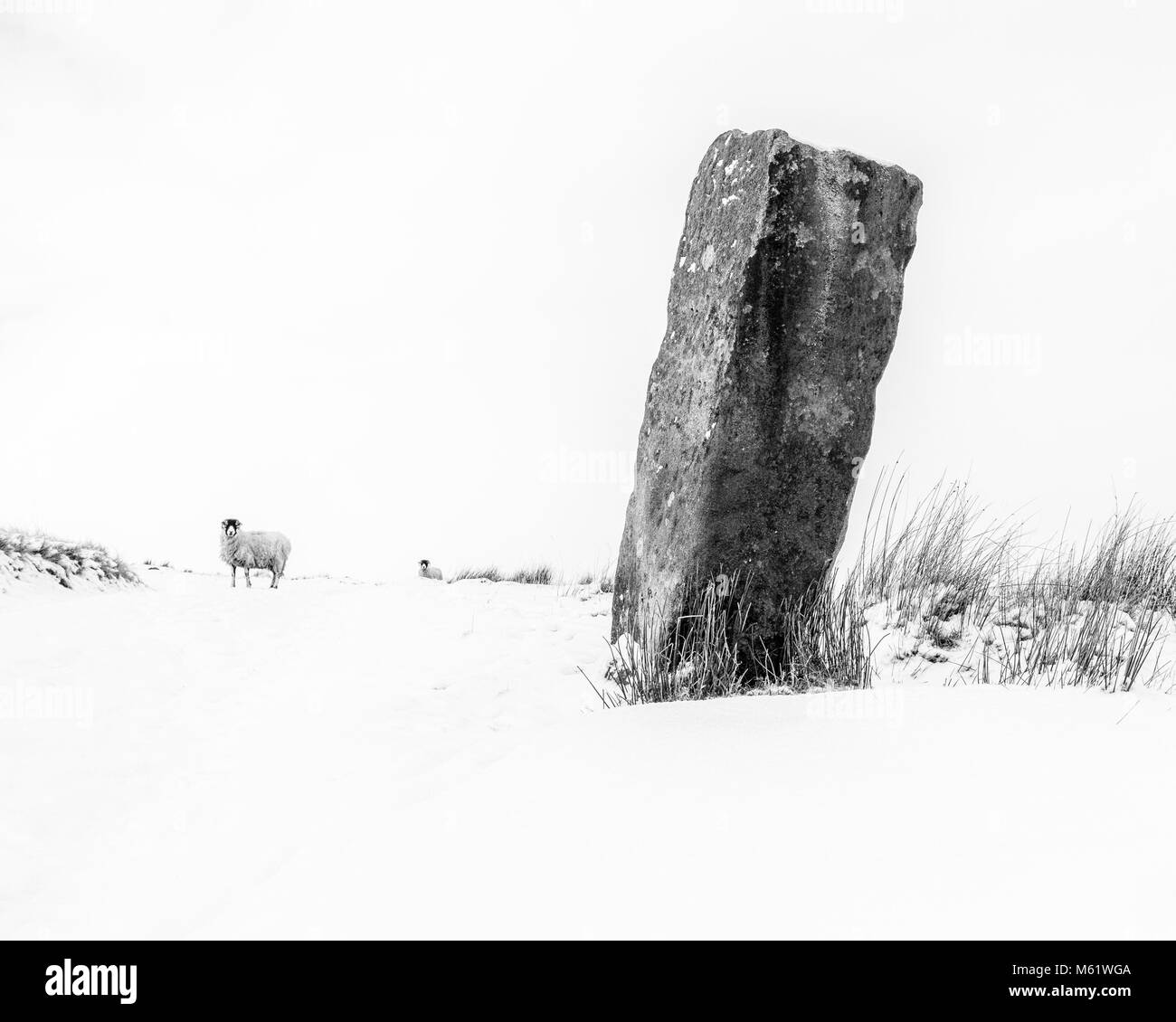 Minimalistische Schwarz-Weiß-Bild von einer verschneiten Winterlandschaft auf der Heide mit Schafen und einem gritstone Monolith Stockfoto