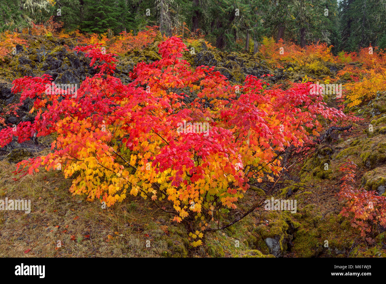 Weinstock Ahorn, Acer circinatum, McKenzie River National Recreation Trail, Willamette National Forest, Oregon Stockfoto