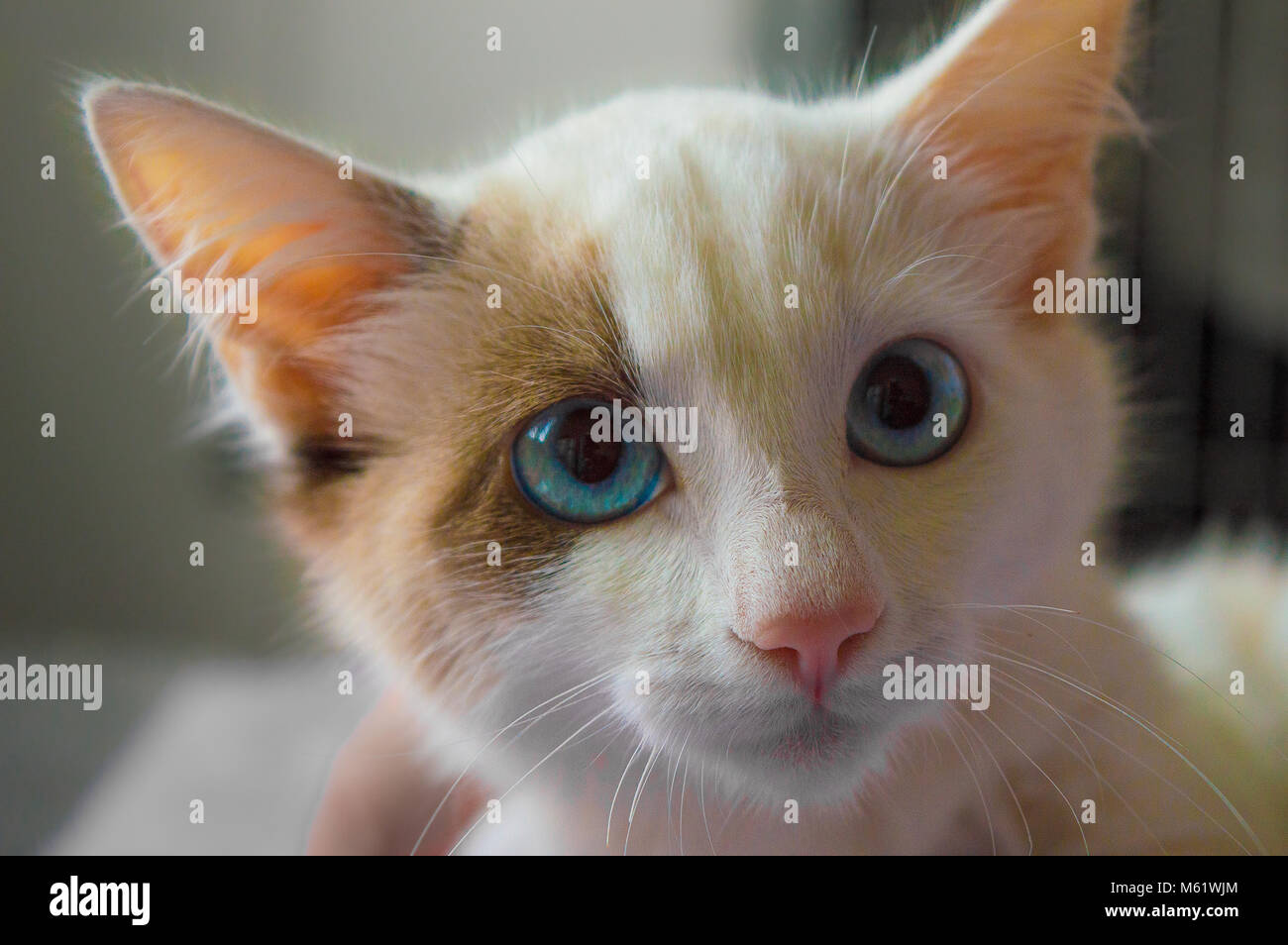 Katze blaue Augen Stockfoto