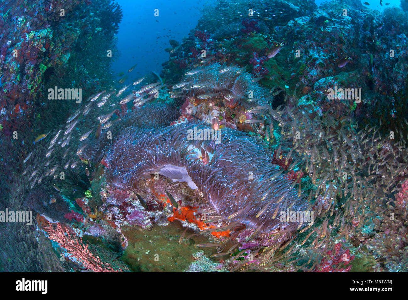 Glassfish wirbeln um eine Anemone mit rosa Clownfisch. Richelieu Rock, Andaman Sea, Thailand. Dezember, 2017. Stockfoto