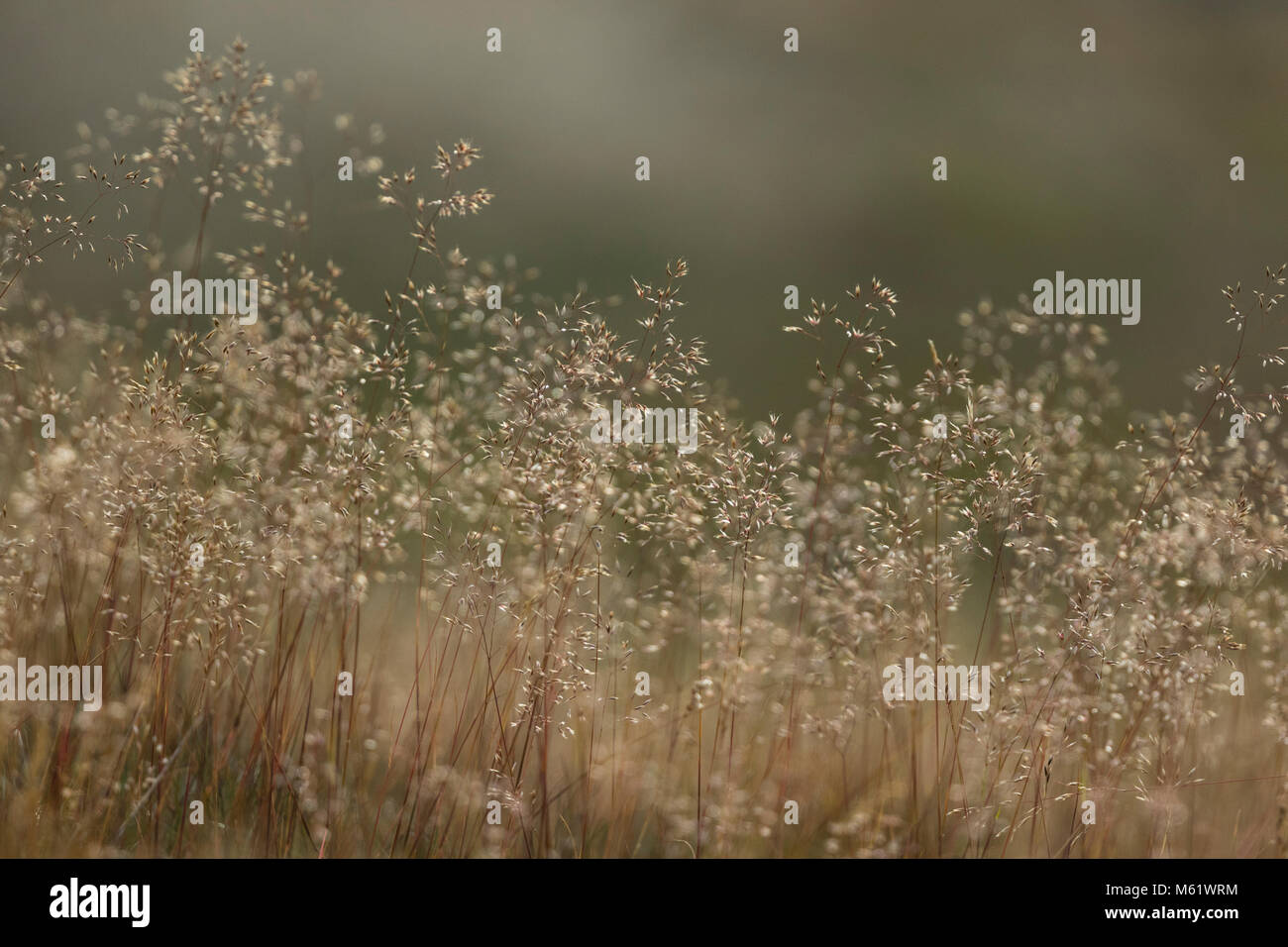 Welliges Haar-Rasen (Deschampsia Flexuosa) Stockfoto