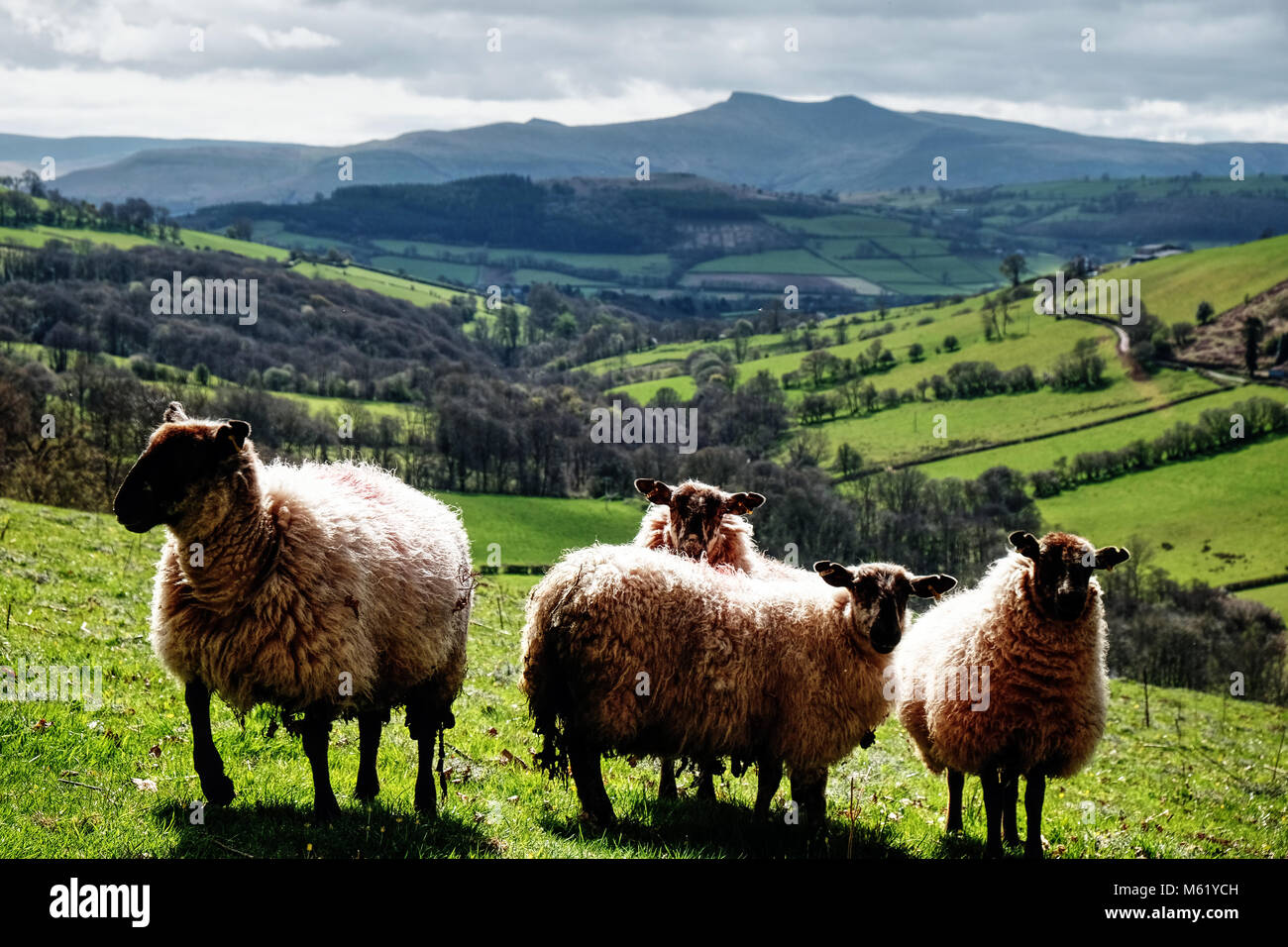 Eine Gruppe von vier Schafe mit der Brecon Beacons im Hintergrund Stockfoto