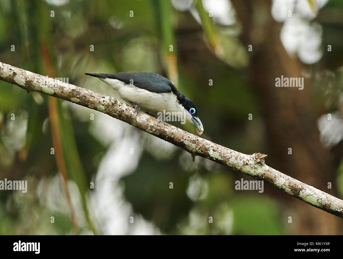 Chabert Vanga (Leptopterus chabert Chabert) Erwachsenen auf dem Zweig mit Beute in Rechnung Analamazaotra Special Reserve, Alaotra-Mangoro, Madagaskar gehockt Stockfoto