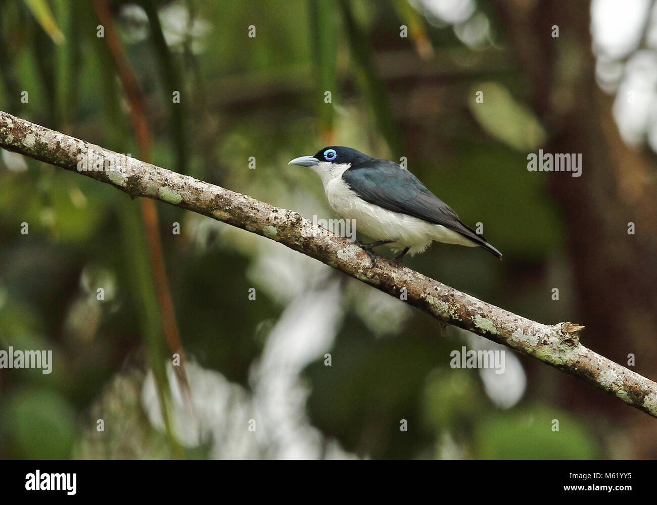 Chabert Vanga (Leptopterus chabert Chabert) Erwachsenen auf dem Zweig Analamazaotra Special Reserve, Alaotra-Mangoro, Madagaskar Oktober gehockt Stockfoto