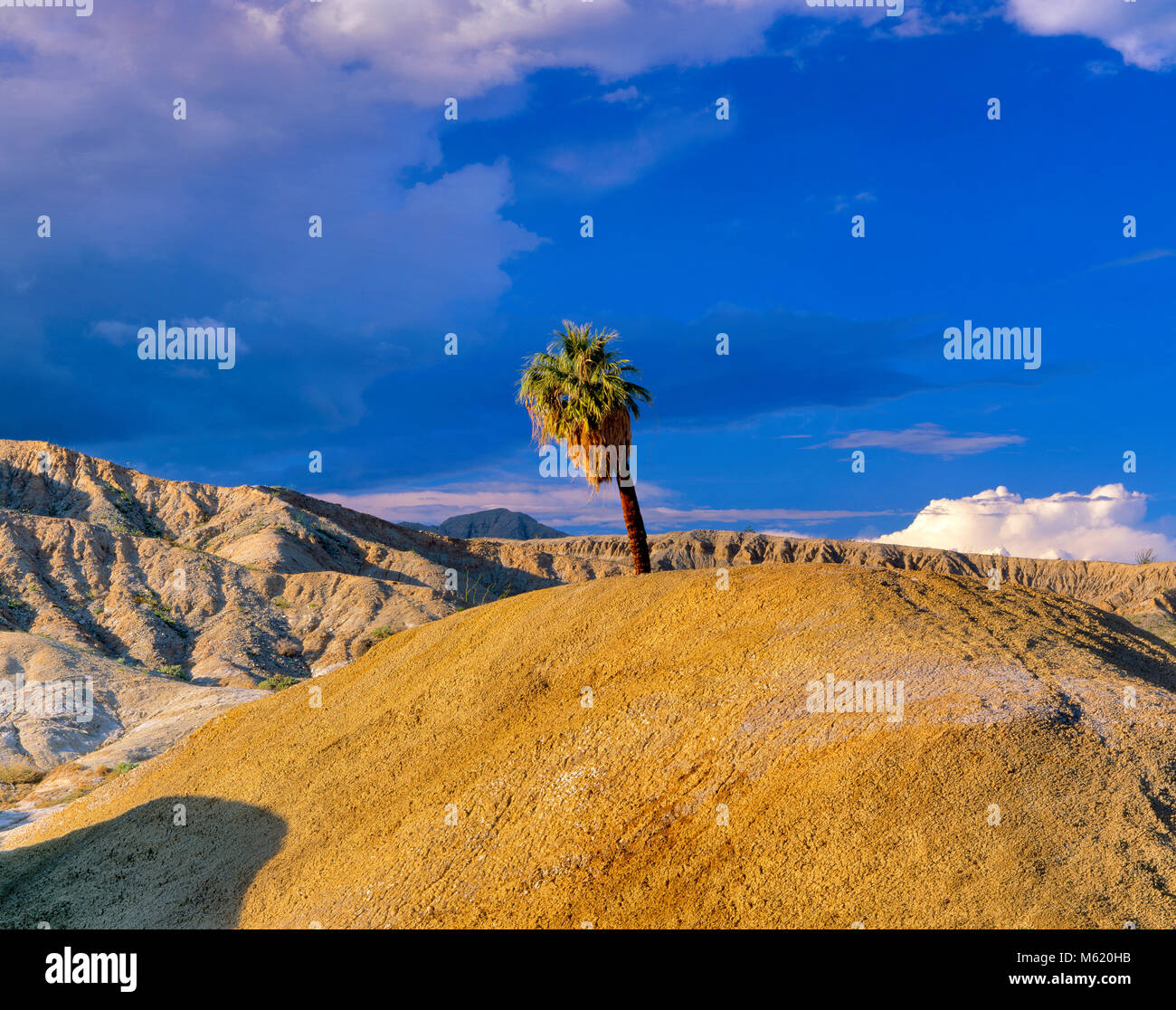 Una Palma, Anza-Borrego Desert State Park, San Diego County, Kalifornien Stockfoto