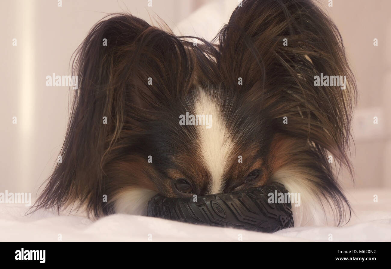 Junge Hunde Rassen Papillon, Continental Toy Spaniel nagt Gummireifen - Ein Fun reifen Wechsler Stockfoto