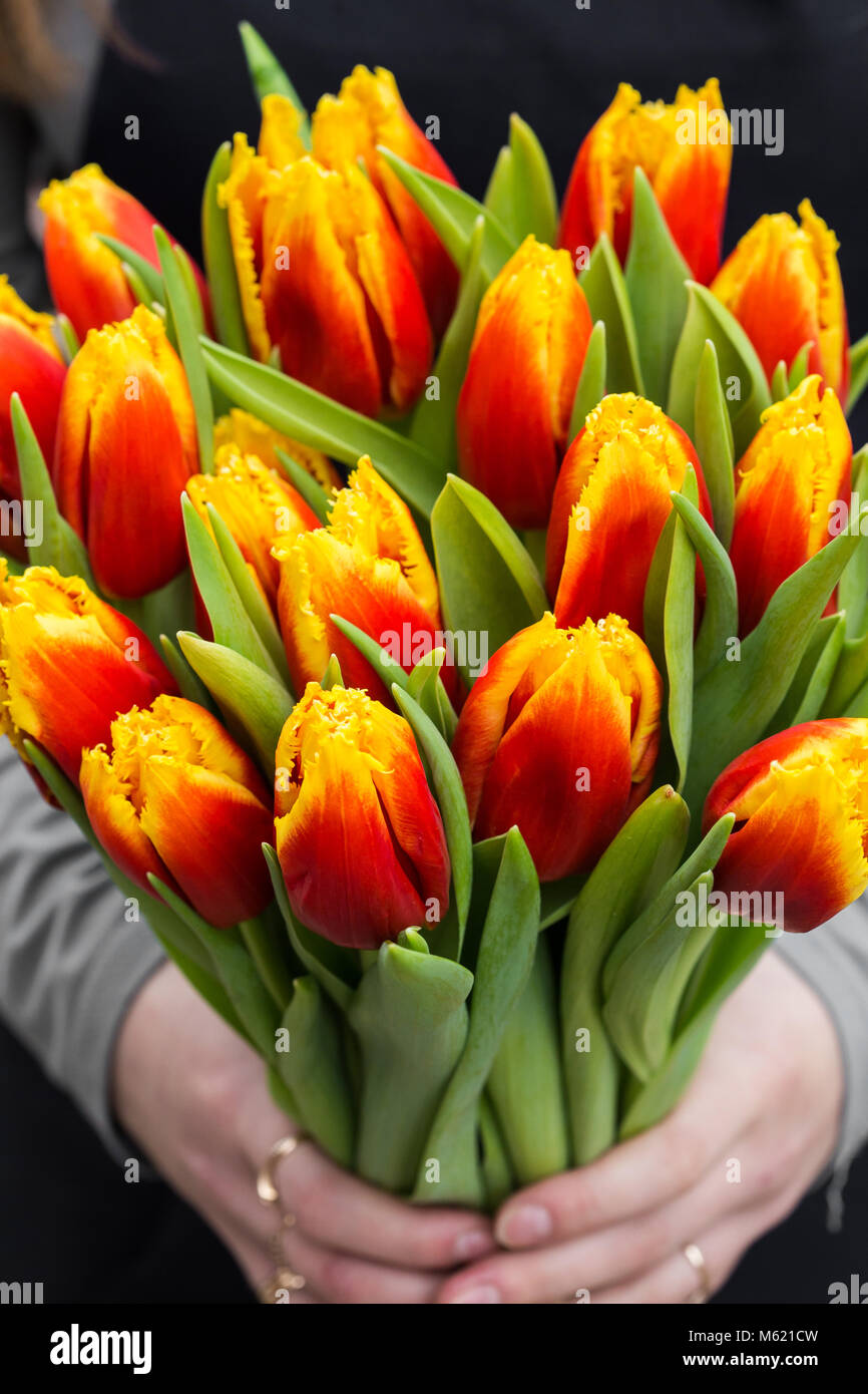 Junge Oman halten Tulpen. Geschenk Kartenvorlage, Poster oder Grußkarte - Frau mit Strauß Tulpen. Stockfoto