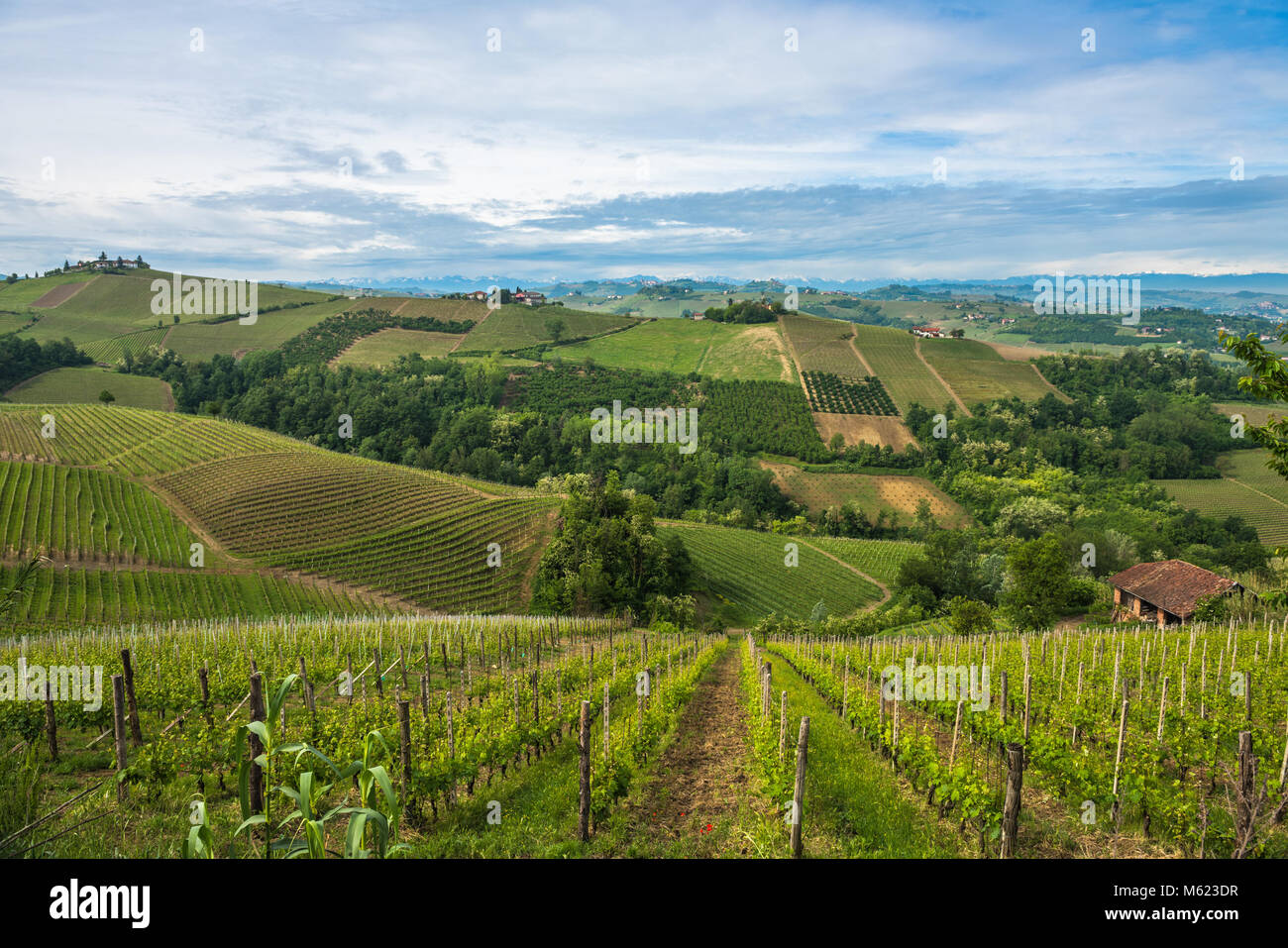 Weinberge der Langhe, Piemont, UNESCO-Welterbe Stockfoto