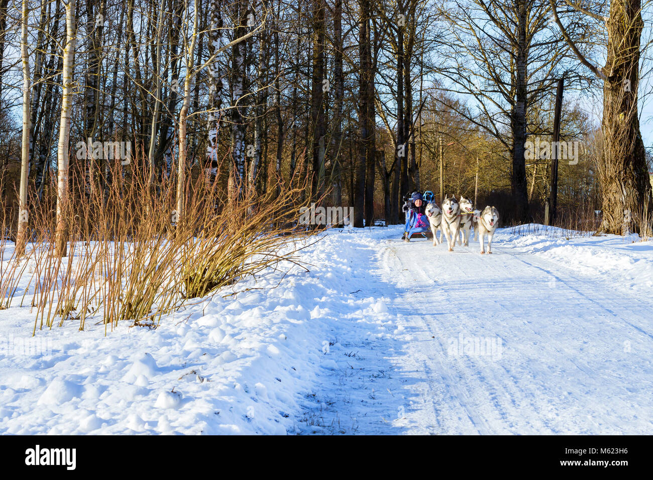 Mädchen reiten auf Schlitten durch die Sibirische Schlittenhunde gezogen. Schlittenhunde husky Sport Rodeln mit Hundeschlitten auf Skiern genutzt. Sport Rennen mit Tieren im Schlitten Stockfoto