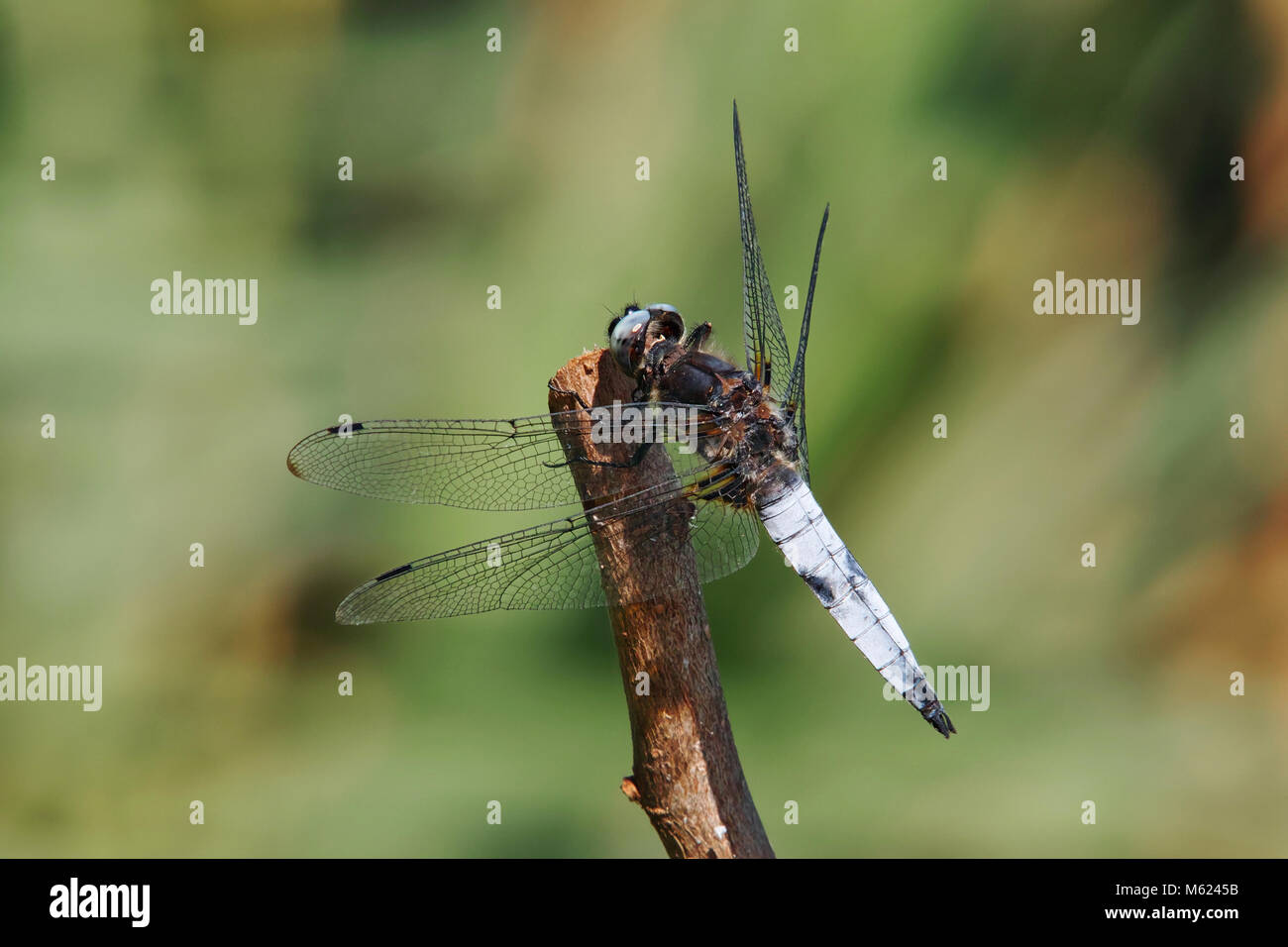 Plattbauch, männliche Muster Stockfoto