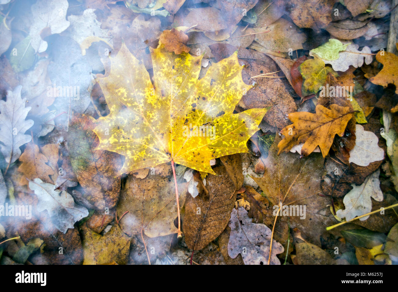Detail einer gelben Maple Leaf in einem Teich durch andere Blätter im Herbst umgeben.. Stockfoto