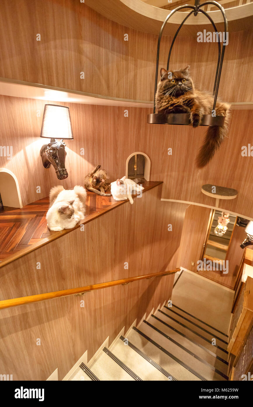 Tokyo, Japan - 17. April 2017: reinrassige Katzen innerhalb von Cat Cafe Mokka in Shibuya entfernt. Cat Cafe ist ein Cafe, wo die Besucher Zeit mit Katzen um Roaming verbringen, während Sie entspannen. Vertikale erschossen. Stockfoto
