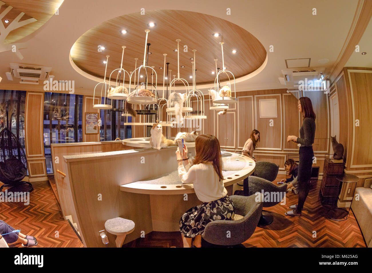 Tokyo, Japan - 17. April 2017: Leute, die Bilder von reinrassige Katzen innerhalb von Cat Cafe Mokka in Shibuya entfernt. Cat Cafe ist in Japan berühmt, weil eine Katze streicheln Reduziert Angst und Stress. Stockfoto