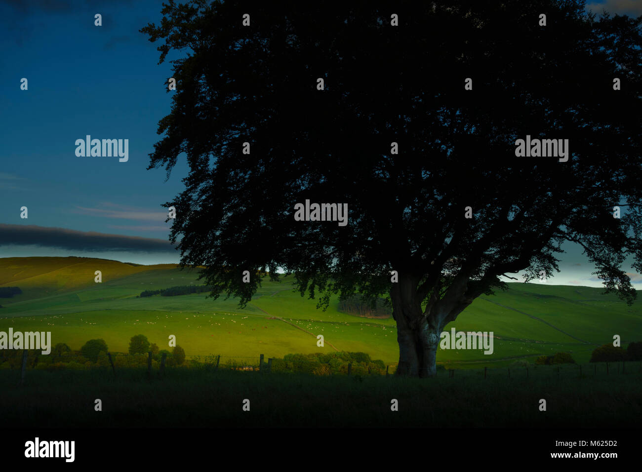 Schottland - ein Blick in der nähe von Eddleston im Tweed Valley von Peebles, warmen Sommerabend im Juni Stockfoto