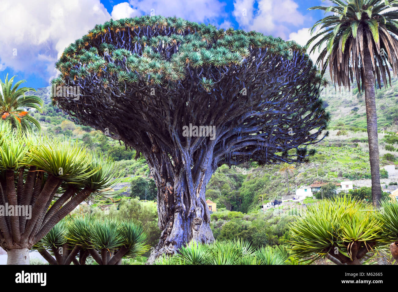 Berühmte Baum auf der Insel Teneriffa, Icod de los Vinos, Spanien. Stockfoto