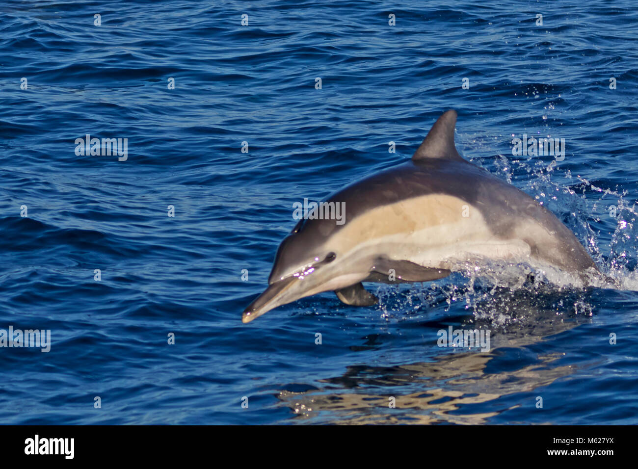 Dolphin Sprung aus dem Pazifischen Ozean Stockfoto