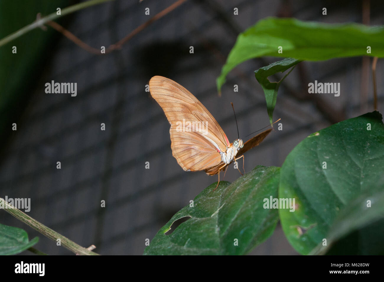 Julia Butterfly, Butterfly Conservatory Niagara Parks. Stockfoto