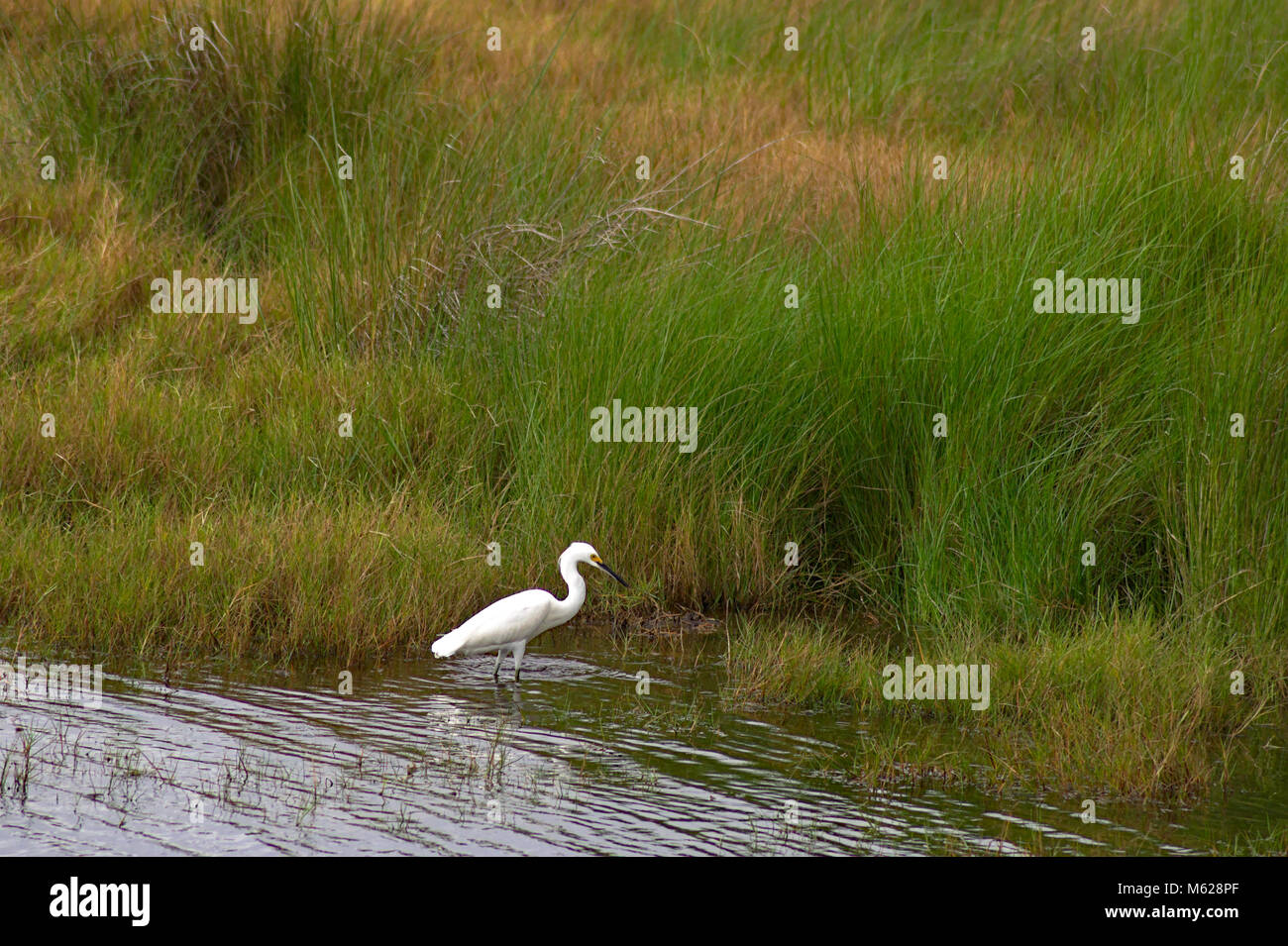 Reiher am Rande des Ufers in Florida Stockfoto