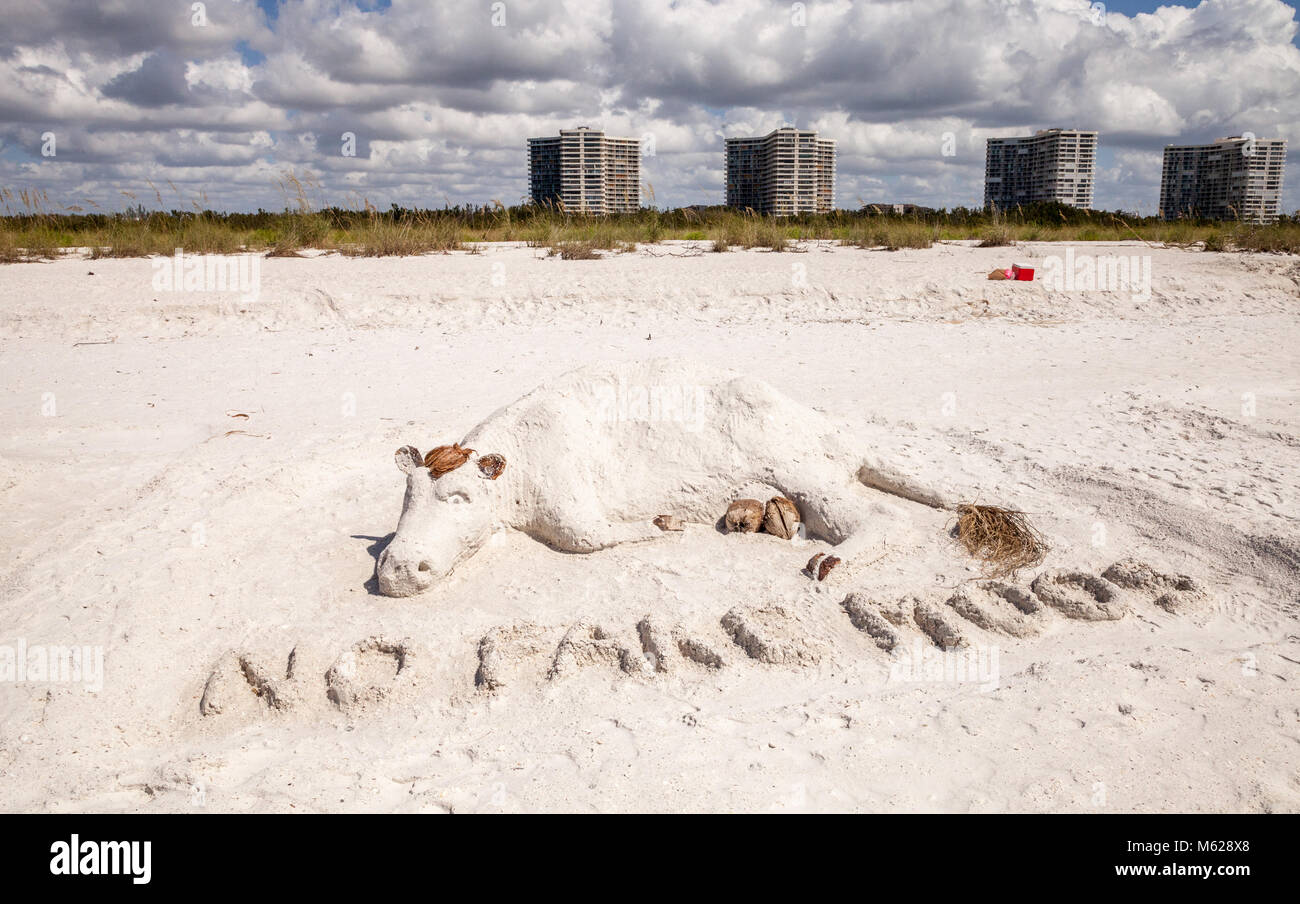 Marco Island, Florida, USA - 25. Februar 2018: Artisan Sand Skulpturen von Kühen und Stieren in den weißen Sand Tigertail Beach auf Marco Island, Florida Stockfoto