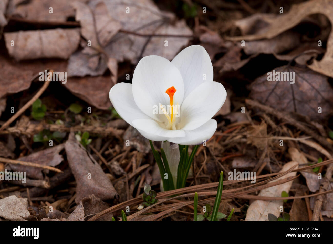 Schnee Crocus Blume (crocus chrysanthus) - USA Stockfoto