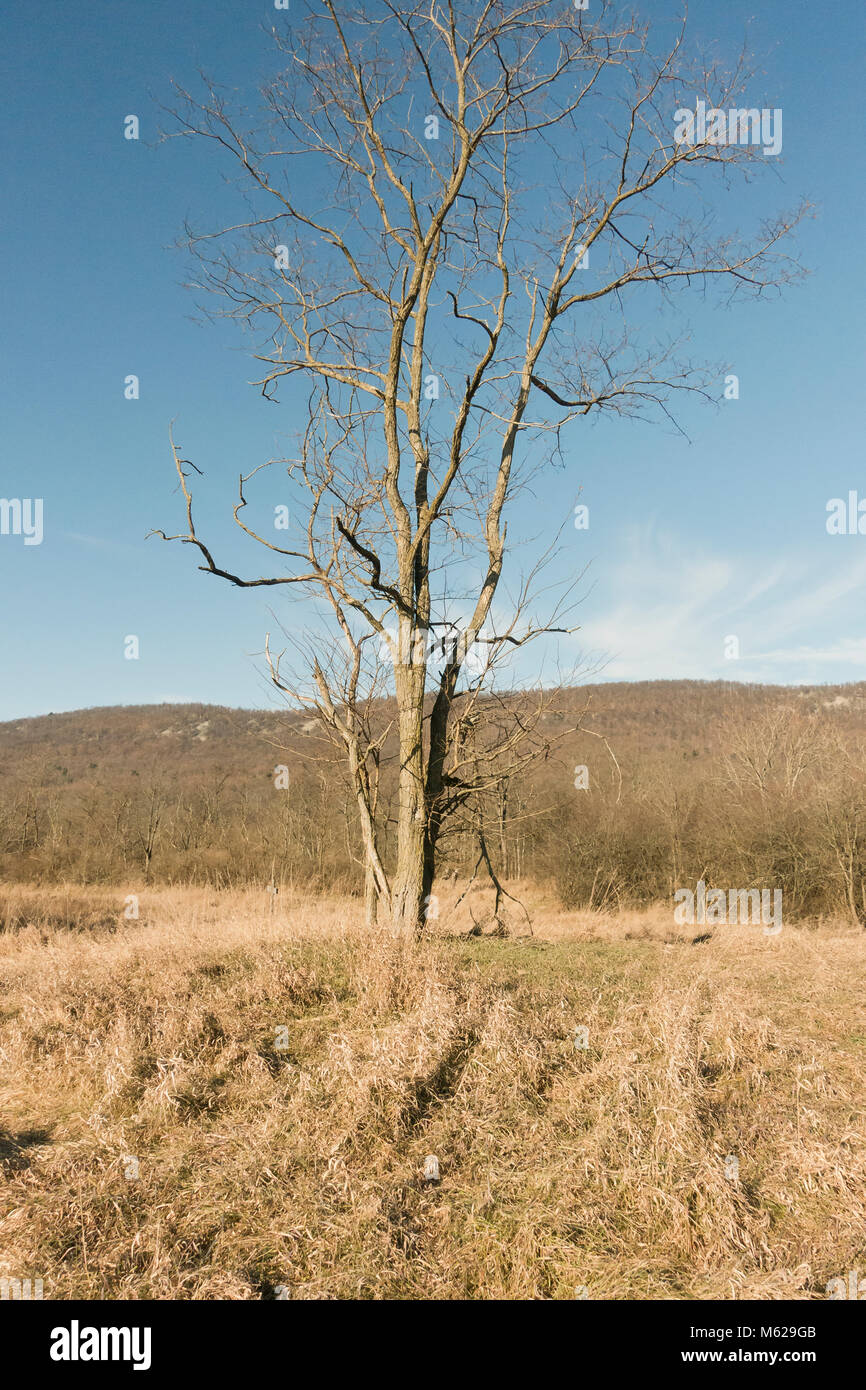 Große ruhenden Baum in Pennsylvania State Public Lands - Cumberland County, Pennsylvania, USA Stockfoto