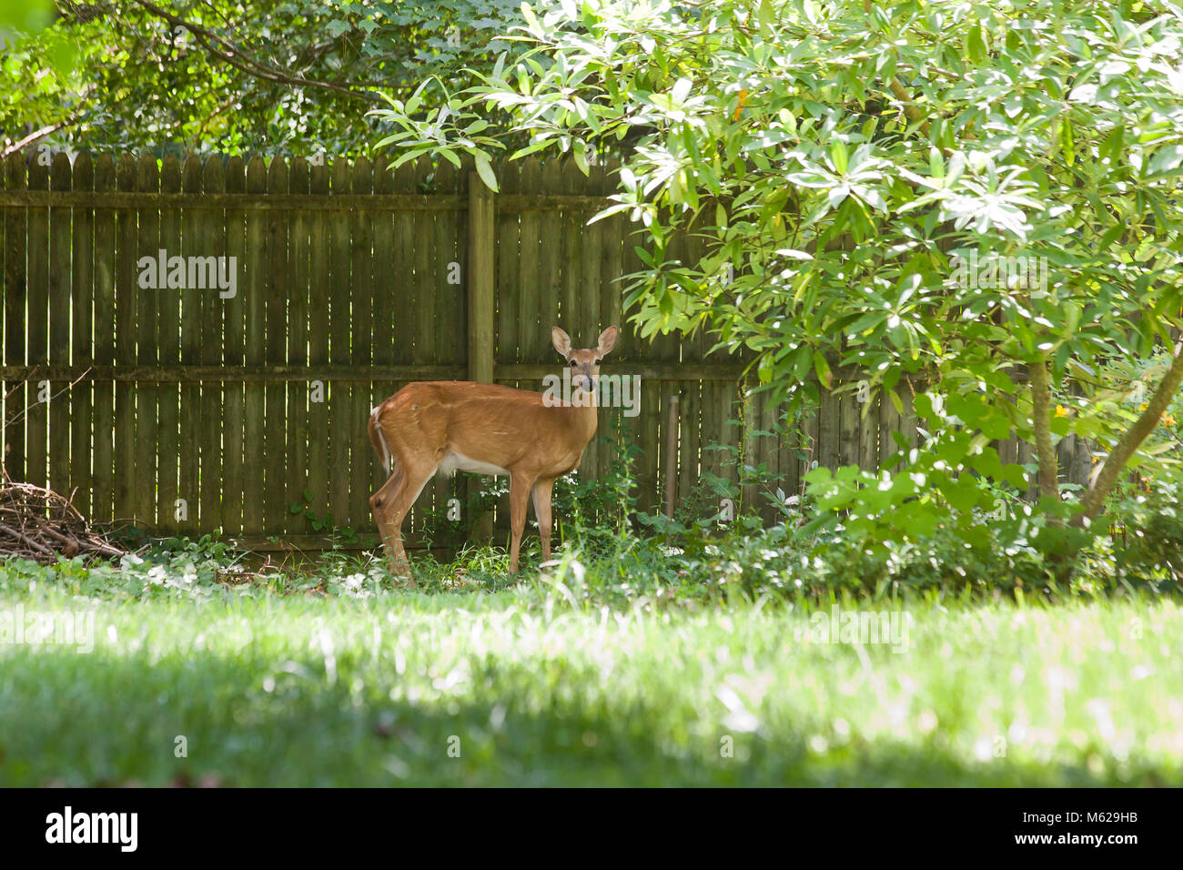 Weißwedelhirsche (Odocoileus virginianus) in der Nähe von House Zaun - Virginia USA Stockfoto