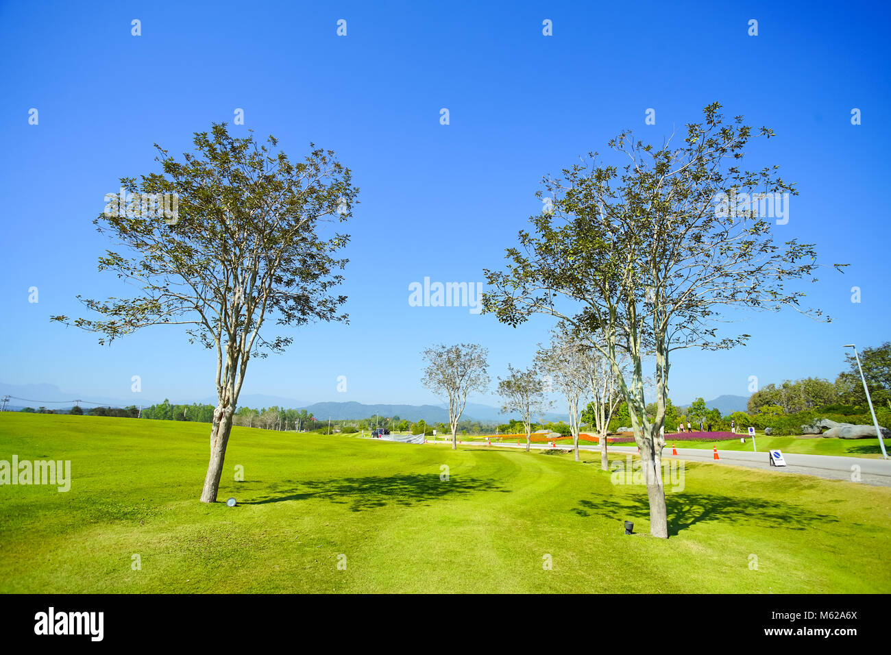 Schönen Baum grünes Gras und blauer Himmel Hintergrund Stockfoto