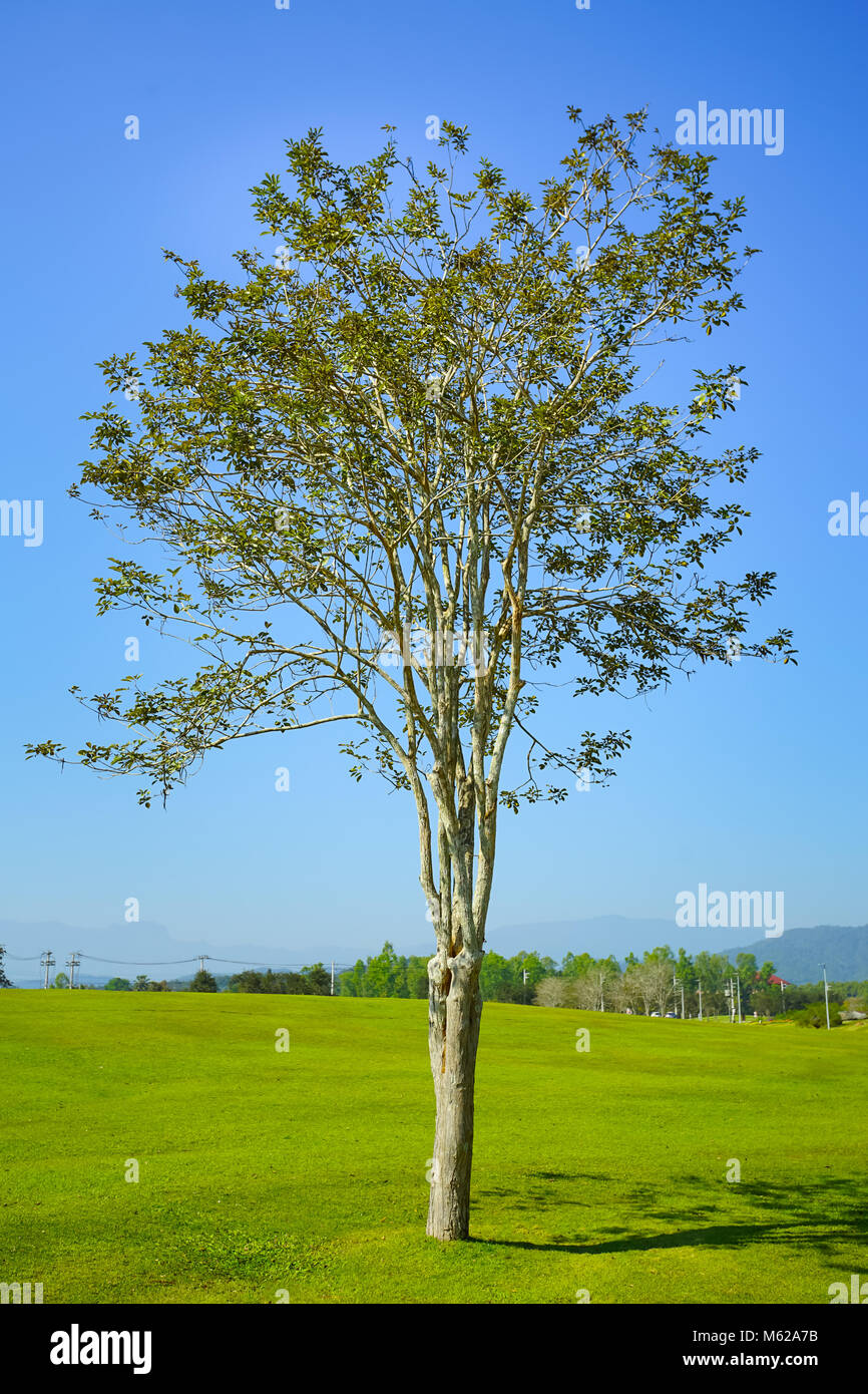 Schönen Baum grünes Gras und blauer Himmel Hintergrund Stockfoto