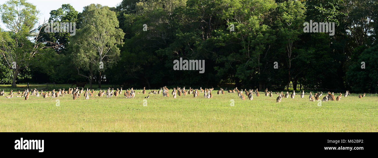 Die Überbevölkerung der Wallabies in einem Feld in der Nähe von Cairns, Far North Queensland, FNQ, QLD, Australien Stockfoto
