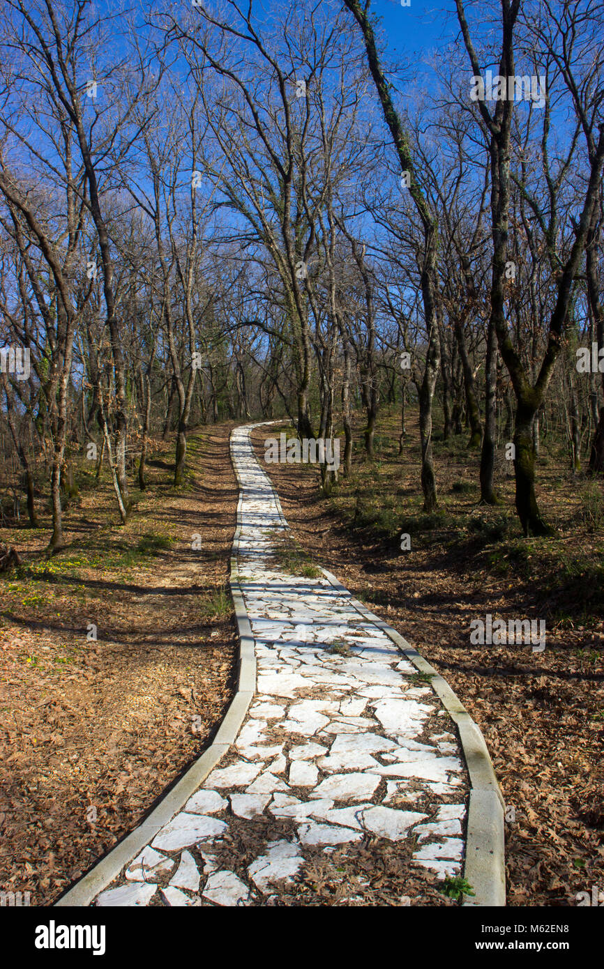 Pflasterweg in einem Wald Stockfoto